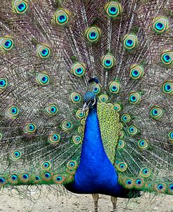 Peacock 1