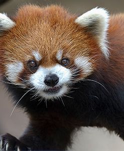 Red Panda