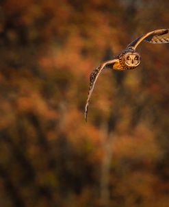 Short Eared Owl