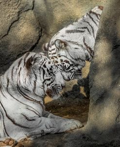 White Tiger Headbutt