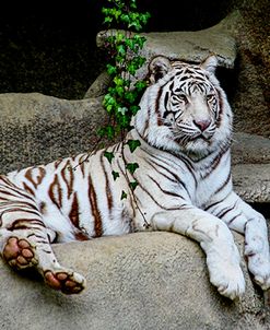 White Tiger