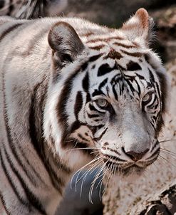 White Tiger 2