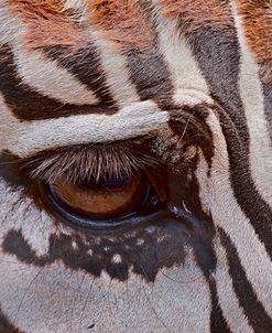 Zebra Eye