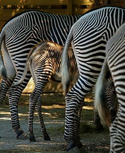 Zebra Bottoms