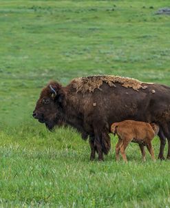 Baby Bison Nursing