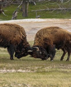 Bison Bulls Sparing YNP