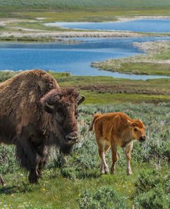 Bison Cow and Calf YNP