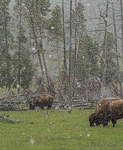 Bison Grazing in Snow YNP