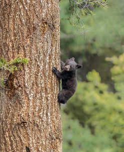 Black Bear Cub Climbing YNP