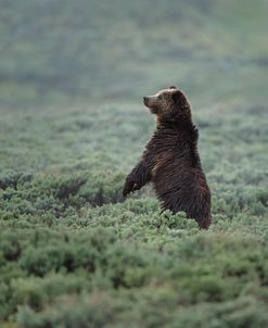 Black Bear Cub Upright YNP