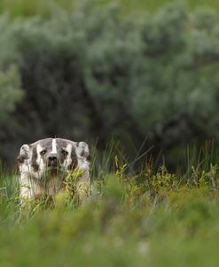 Badger Peek a Boo YNP