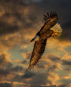 Bald Eagle at Sunset