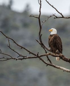 Bald Eagle Perched in YNP