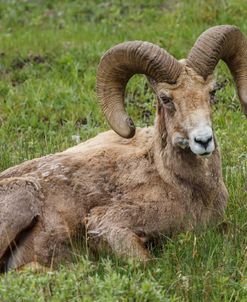Big Horn Ram Yellowstone