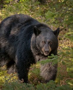 Black Bear Sow YNP