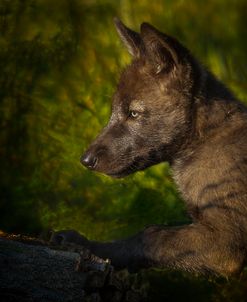 Black Wolf Pup