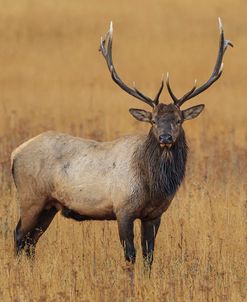 Bull Elk YNP