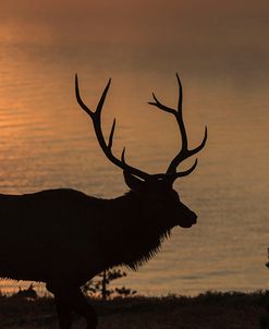 Bull Elk at Sunrise YNP