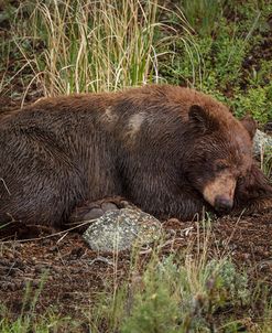 Cinnamon Bear Sleeps YNP