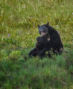 Black Bear Hugging Cub