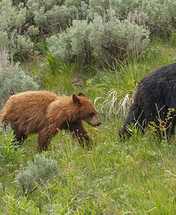  Sow and Cubs Walking