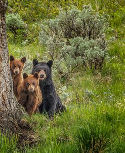 Sow and Cubs Family