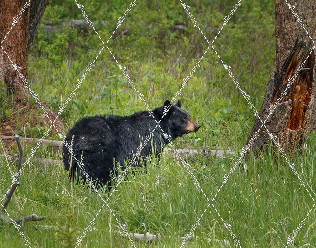 Black Bear Sow Watching Cubs YNP