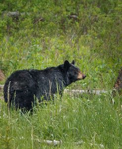 Black Bear Sow Watching Cubs YNP