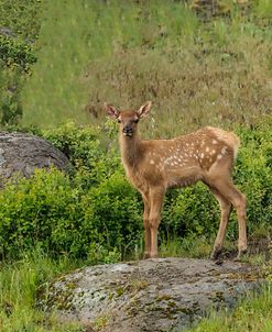 Elk Calf YNP