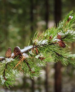 First Snowfall YNP