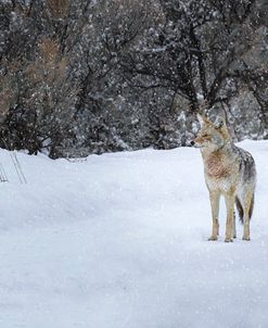 Coyote in Snow YNP