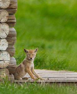 Coyote Pup on Log Cabin Porch