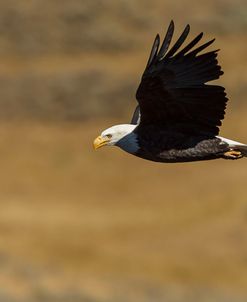 Eagle Flying YNP