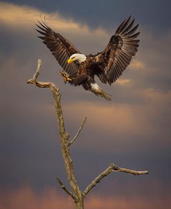 Eagle Landing on Branch