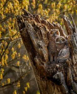 Great Horned Owlets 2