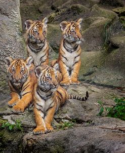 Malayan Tiger Cubs Oil Paint
