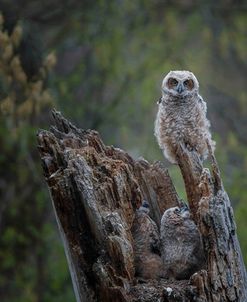 Great Horned Owlets