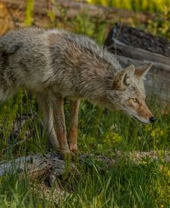 Stalking Coyote YNP