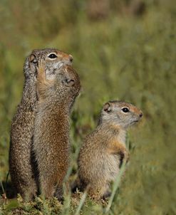 Uinta Ground Squirrel Baby Kisses Mom YNP