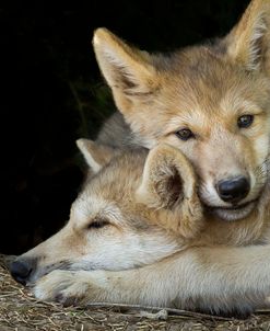 Wolf Pup Brothers