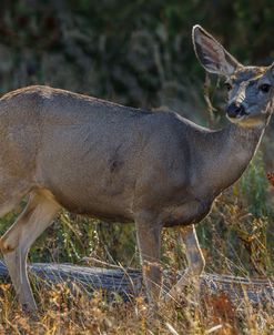 Mule Deer YNP