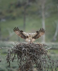 Osprey Lands on Nest With Chick