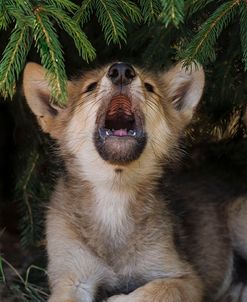 Wolf Pup Howls