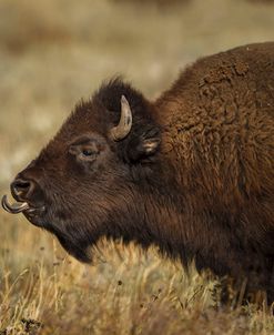 Yellowstone Bison Tongue Out