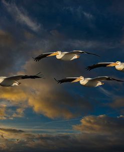 Pelican Foursome
