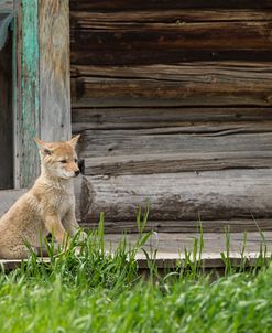 Coyote By Log Cabin Door