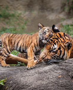 Malayan Tiger Cub: Priceless