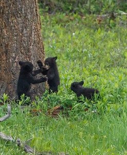 3 Black Bear Cubs (YNP)