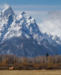 A Horse In Front Of The Grand Teton