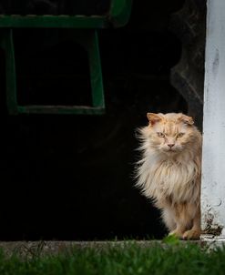 Barn Cat 2